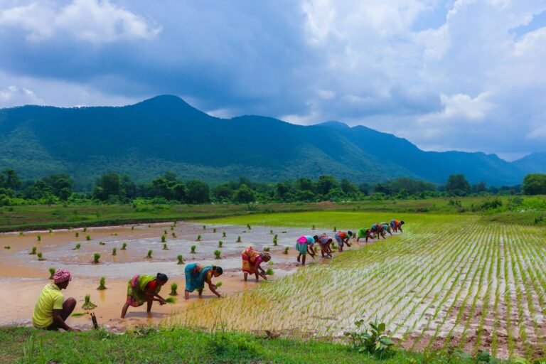 Farm field, illustrative. Photo: Jagamohan Senapati / Unsplash