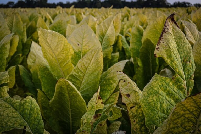 Tobacco plants, illustrative stock photograph